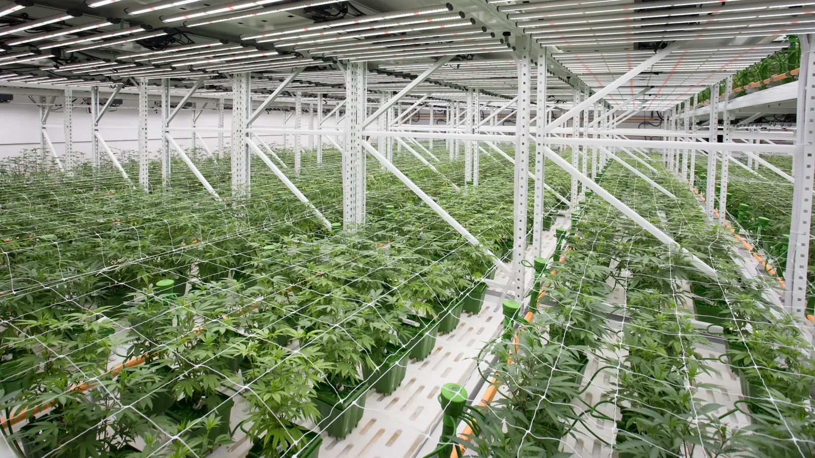 Cannabis Camera Systems